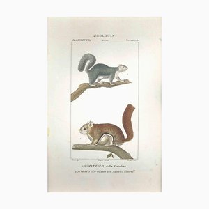 Pierre Jean François Turpin, Squirrels-Zoology-Plate 360, Etching, 1831