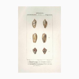 Pierre Jean François Turpin, Angiostomatidae, Radierung, 1831