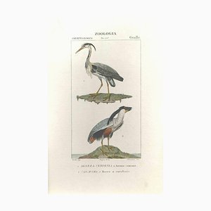 Pierre Jean François Turpin, Grallae, Etching, 1831