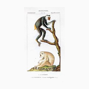 Pierre Jean François Turpin, Quadrumanous, Tafel 341, Radierung, 1831