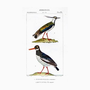 Pierre Jean François Turpin, Grallae, Zoology, Etching, 1831