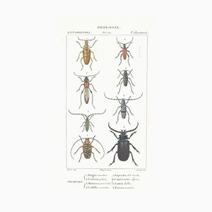 Pierre Jean François Turpin, Coleoptera, Etching, 1831