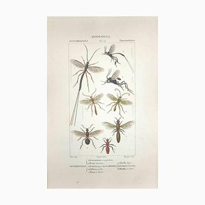 Pierre Jean François Turpin, Hymenoptera, Etching, 1831