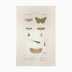 Pierre Jean François Turpin, Lepidoptera, Etching, 1831