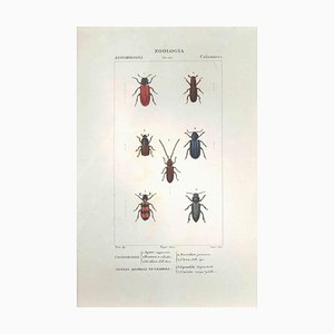 Pierre Jean François Turpin, Coleoptera, Etching, 1831