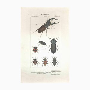 Pierre Jean François Turpin, Coleoptera, Etching, 1831