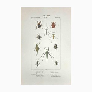 Pierre Jean François Turpin, Hemipterans, Etching, 1831