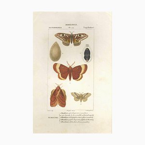 Pierre Jean François Turpin, Lepidoptera, Etching, 1831