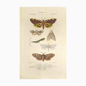 Pierre Jean François Turpin, Lepidoptera, Etching, 1831