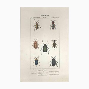 Pierre Jean François Turpin, Coleoptera, Etching, 1831