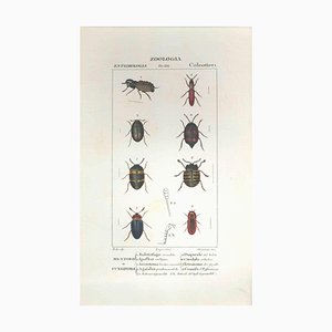 Pierre Jean François Turpin, Coleoptera, Etching, 1831