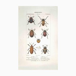 Pierre Jean François Turpin, Coleoptera, Etching, 1831