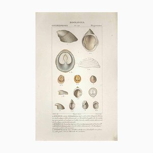 Pierre Jean François Turpin, Megastome, Etching, 1831