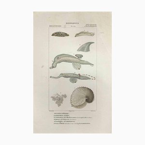 Pierre Jean François Turpin, Inferobranchi, Etching, 1831