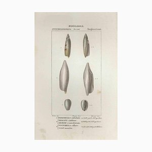 Pierre Jean François Turpin, Angiostomatida, Etching, 1831