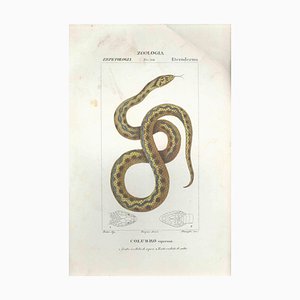 Pierre Jean François Turpin, Colubro, Etching, 1831