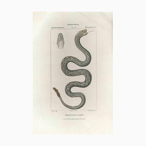 Pierre Jean François Turpin, Crotalo, Pit viper, Etching, 1831