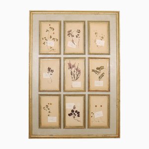 Großes Herbarium Wandpaneel, 1890er
