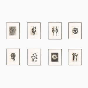 Karl Blossfeldt, Nature's Elegance, 1942, Photogravures, Framed, Set of 8