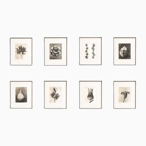 Karl Blossfeldt, Nature's Elegance, 1942, Tiefdruck, Gerahmt, 8 Set