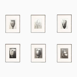 Karl Blossfeldt, Nature's Elegance, 1942, fotograbados, enmarcado, Juego de 6