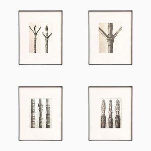 Karl Blossfeldt, Nature's Elegance, 1942, Photogravures, Framed, Set of 4