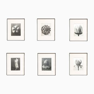Karl Blossfeldt, Nature's Elegance, 1942, Tiefdruck, Gerahmt, 6 . Set