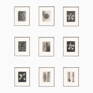 Karl Blossfeldt, Nature's Elegance, 1942, fotograbados, enmarcado, Juego de 9