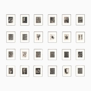 Karl Blossfeldt, Nature's Elegance, 1942, fotograbados, enmarcado, Juego de 24