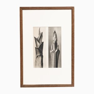 Karl Blossfeldt, Nature's Elegance, 1942, huecograbado, enmarcado