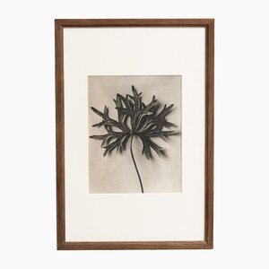 Karl Blossfeldt, Nature's Elegance, 1942, Photogravure, Framed