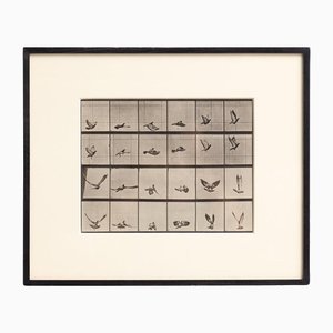 Eadweard Muybridge, Black and White Bird in Motion Study, 1982, Photograph, Framed