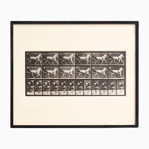 Eadweard Muybridge, Horse in Motion Study, 1982, fotografía en blanco y negro, enmarcado