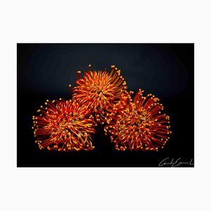 Cindi Emond, Flowers Shot, Photograph, 2023