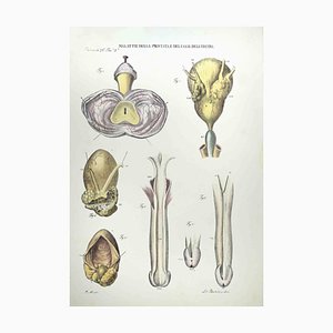 Ottavio Muzzi, Erkrankungen der Prostata und der Harnröhre, Lithographie, 1843