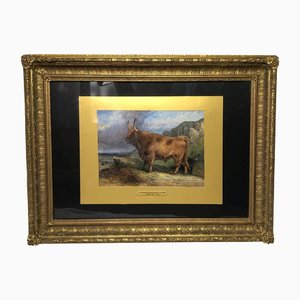 Aster Richard Chilton Corbould, Scottish Highland Prized Longhorn Cattle, XIX secolo, pittura ad acquerello