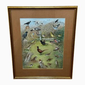 British Artist, Robin, Jackdaw, Thrush, Swallow & Bullfinch Flock, 1970s, Watercolour
