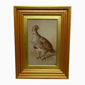 Frank Paton, Partridge Game Bird, Watercolour Painting