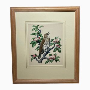 Charles Frederick Tunnicliffe, Grive musicienne, Aquarelle