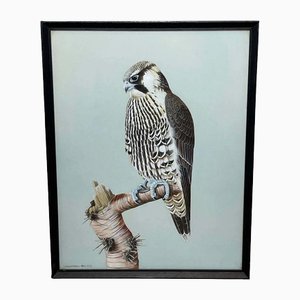 David Johnston, Peregrine Falcon, Gouache & Watercolor