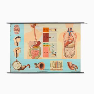 Mid-Century School Map of Digestion, Germany, 1960s