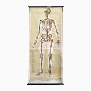 Chart with Large Skeleton of the Human Body from Köln Museum, 1952