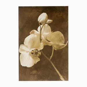 Ian Sanderson, Orchid 2, 2010, Archival Pigment Print