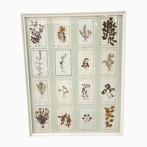 18th Century Herbarium Plates Panel