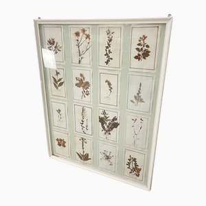 18th Century Herbarium Plates Panel