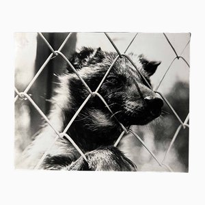 Noriko Saito, ​Japanischer Marderhund, 1980er, Fotodruck, gerahmt