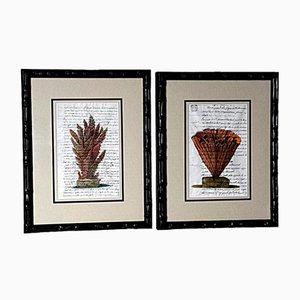 Artista italiano, obras de arte de concha con texto sobrescrito, 1750, impresiones, enmarcado, Juego de 2