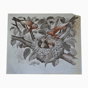 Póster Le Nid-Le Dromadaire, años 70