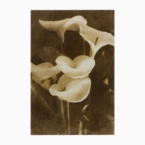 Ian Sanderson, Lilies, 1993, Archival Pigment Print