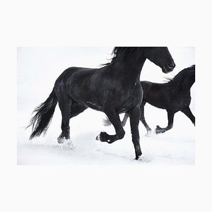 Tim Flach, frisones, década de 2000, Impresión cromogénica